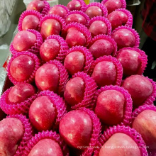 Pommes fraîches de haute qualité